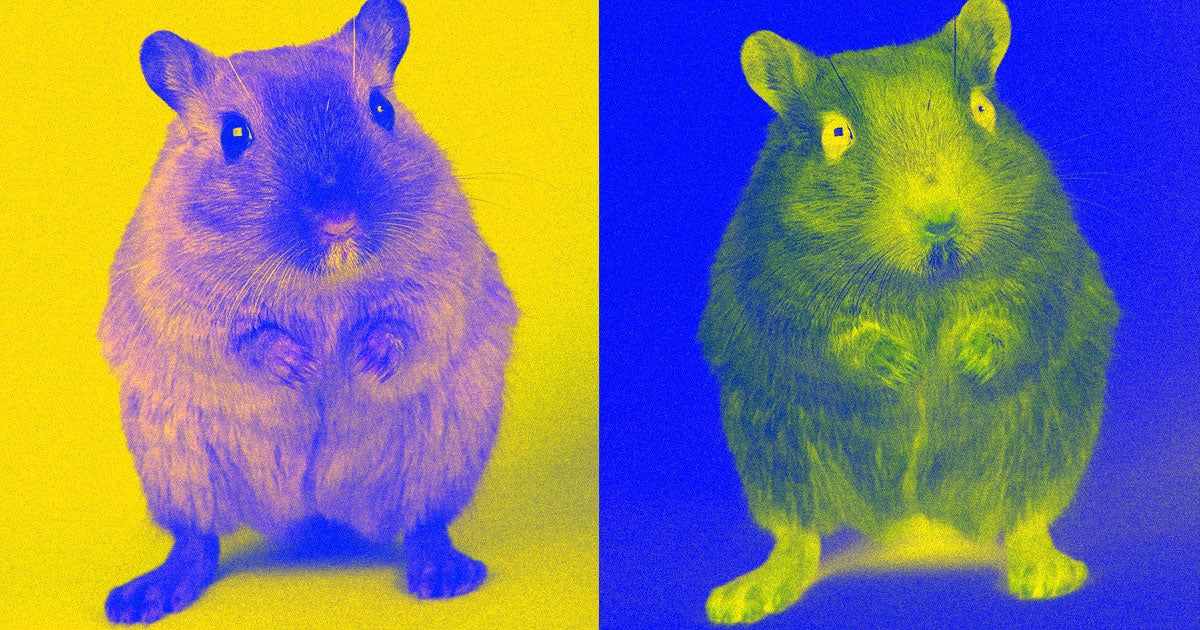 To help us detect deepfakes, researchers are training mice to listen for the kinds of speech irregularities that can crop up in faked audio.