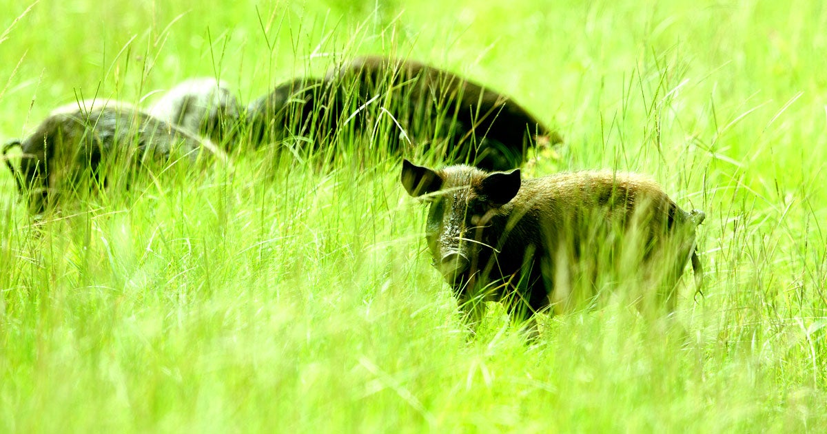 NASA has a major wild hog problem at its Kennedy Space Center, with upwards of 12,000 of the animals terrorizing the campus.