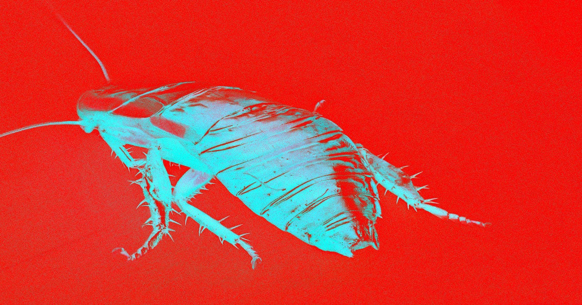 A new roach-like robot out of UC Berkely can withstand the weight of a person stepping on it and scuttle at a speed of 20 body lengths per second.