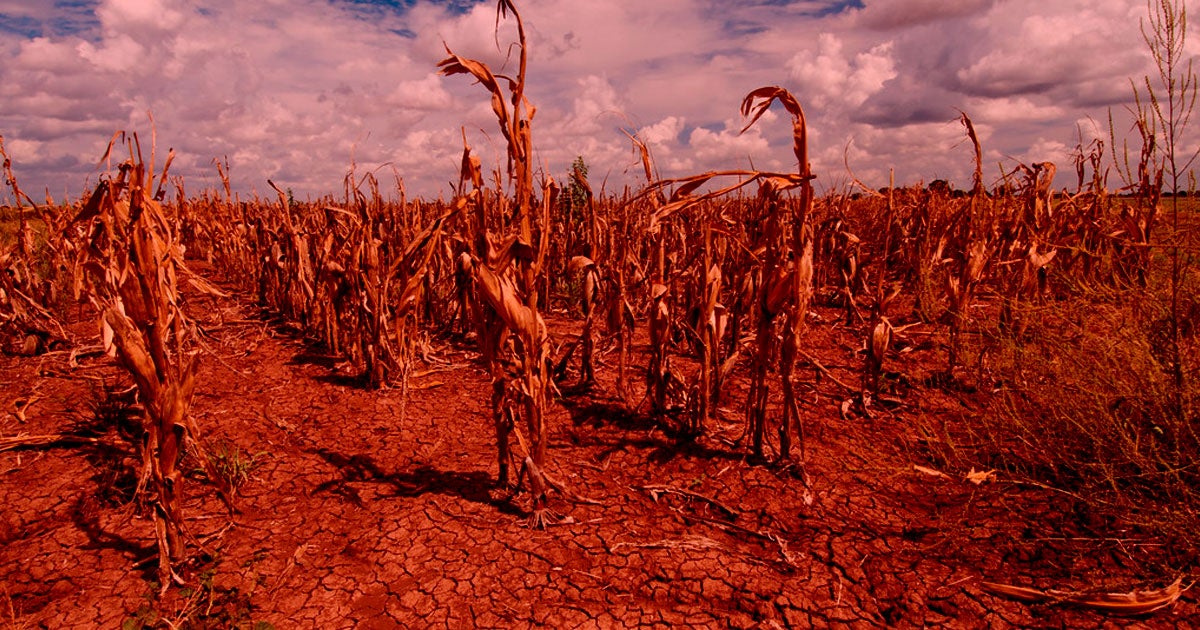 Climate change has the global food supply on the brink of disaster, according to a newly published United Nations report.