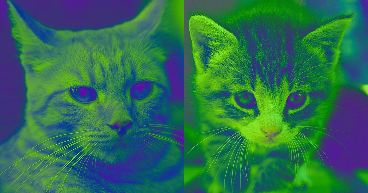 A Chinese man paid $35,000 to have his cat cloned, only to receive a cat that, while biologically identical to the original, doesn't look like it.