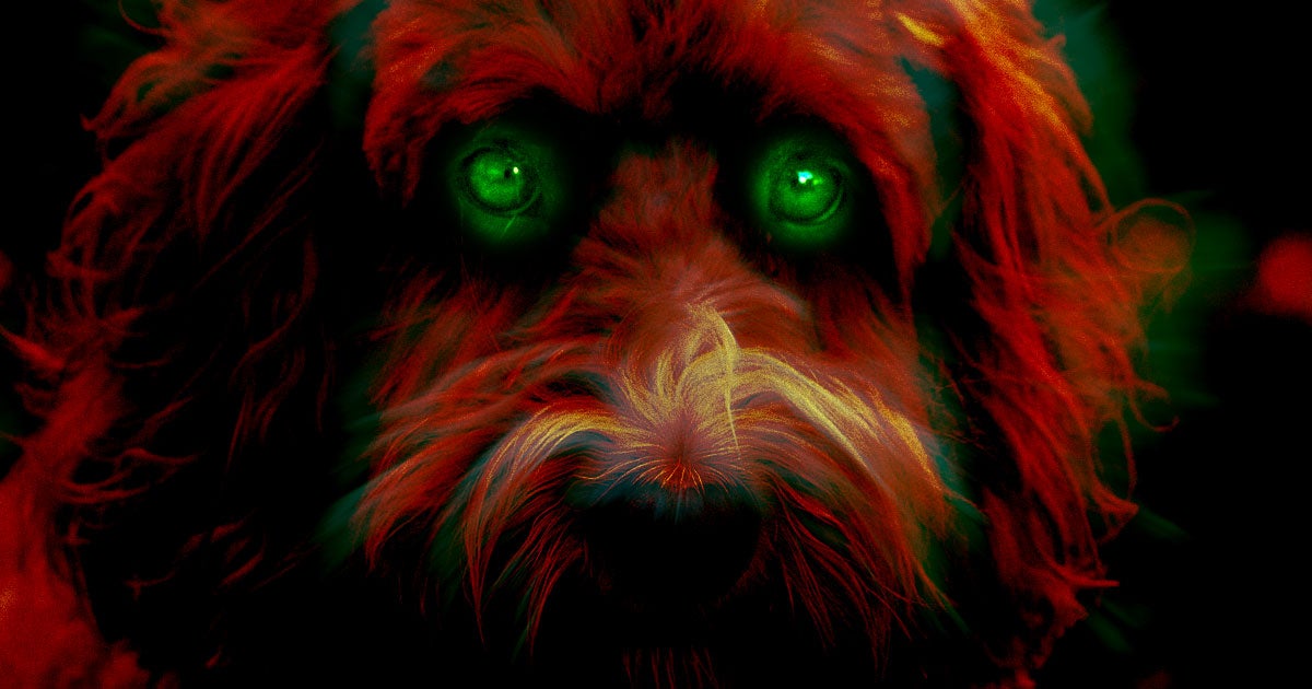 Wally Conron, the first person to breed a labradoodle, regrets his experiment and says he opened Pandora's box by creating the crossbreed dog.