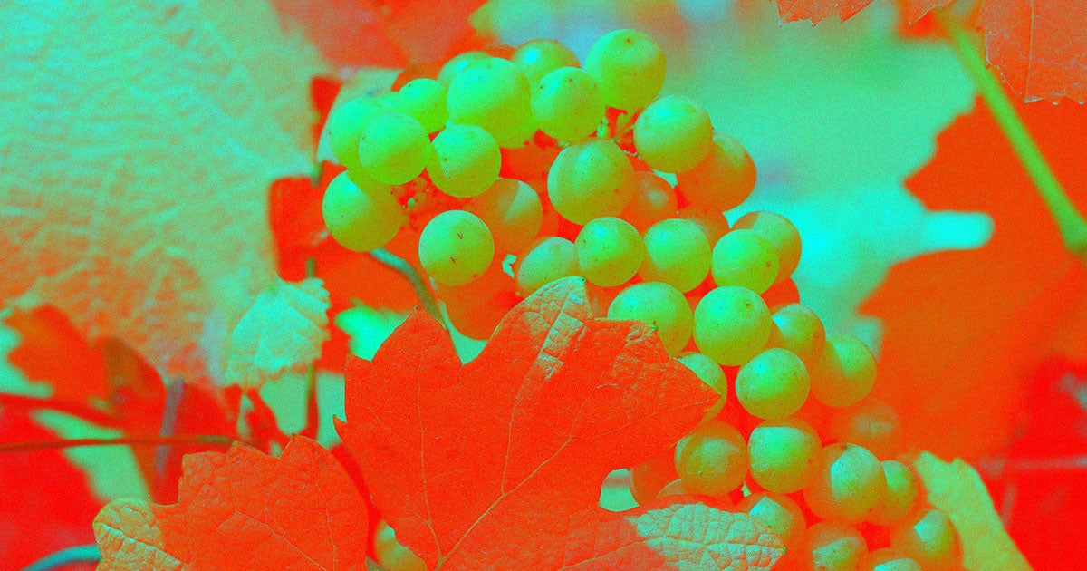 That Chardonnay in your glass comes from wine grapes which carry a fascinating genetic quirk. Researchers at the University of California...