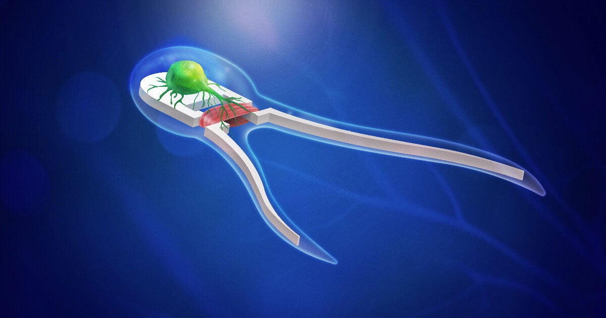 Scientists built rudimentary soft robots that are controlled and steered by living neurons and muscles, just like a living organism.
