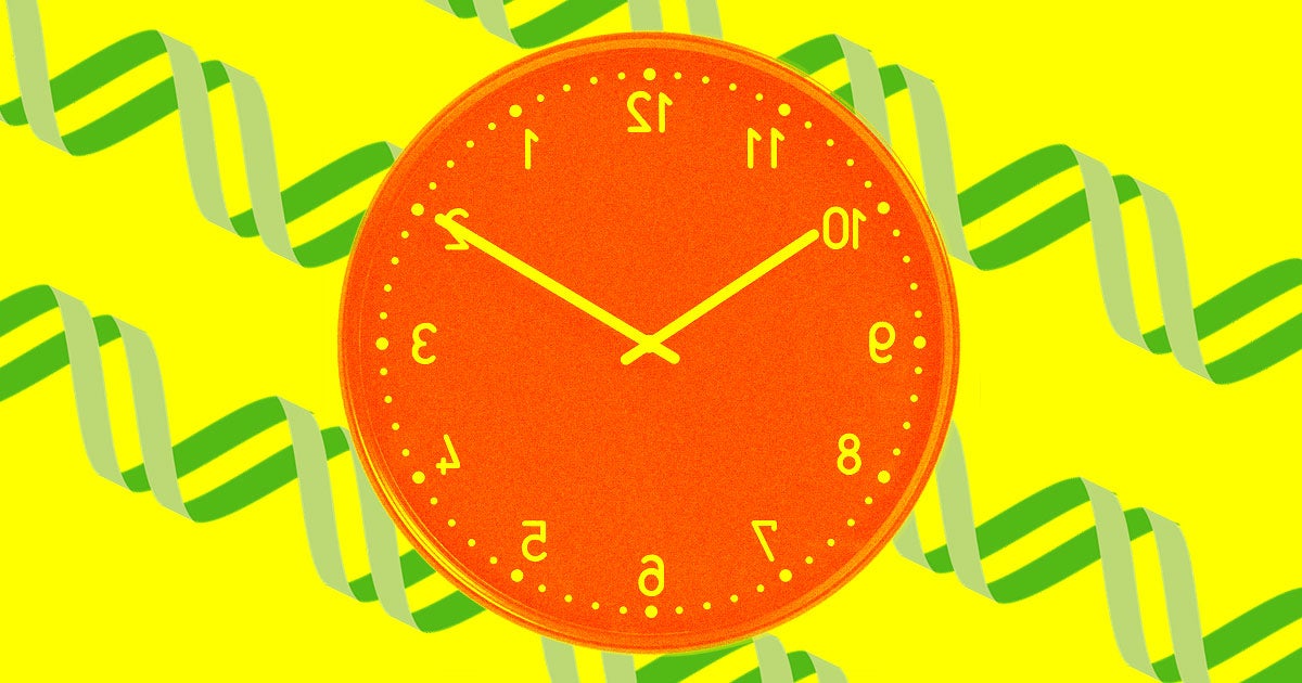 In a one year genetics study, scientists gave nine healthy men a cocktail of three drugs to see whether they would slow down the men's biological age clock.