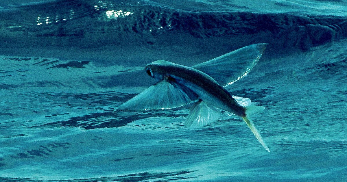 Researchers have created a robot fish that can "fly" up to 85 feet by shooting a steady stream of water out of its rear end.