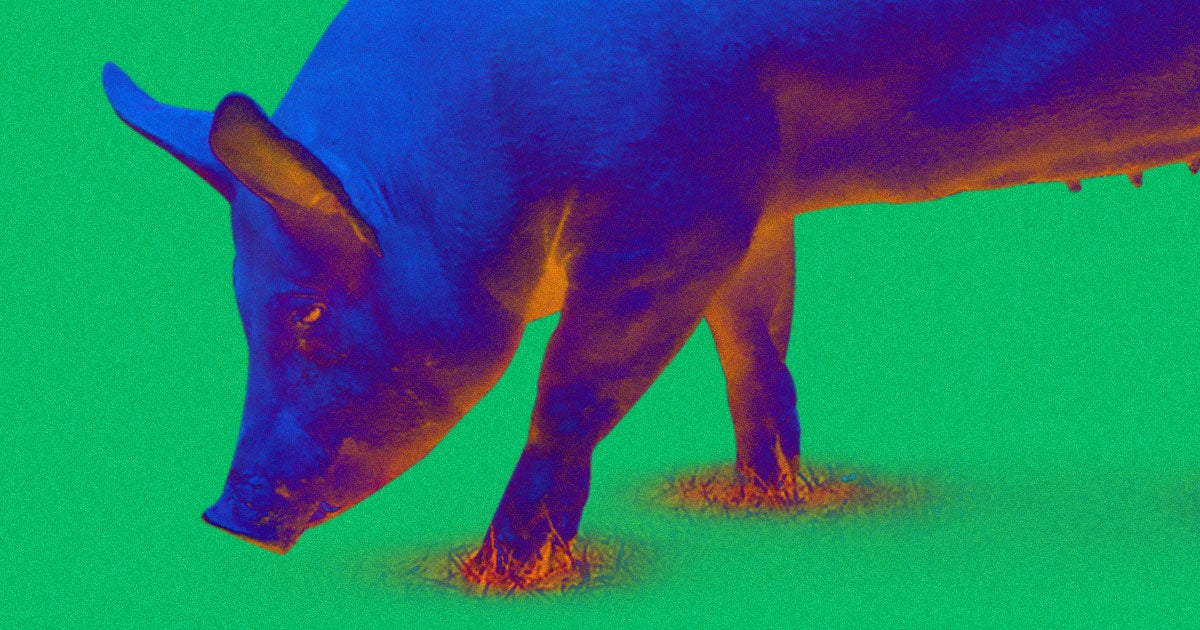 Farmers in China are breeding pigs that weigh as much as 500 kilograms in response to the African swine fever that recently devastated its pig population.