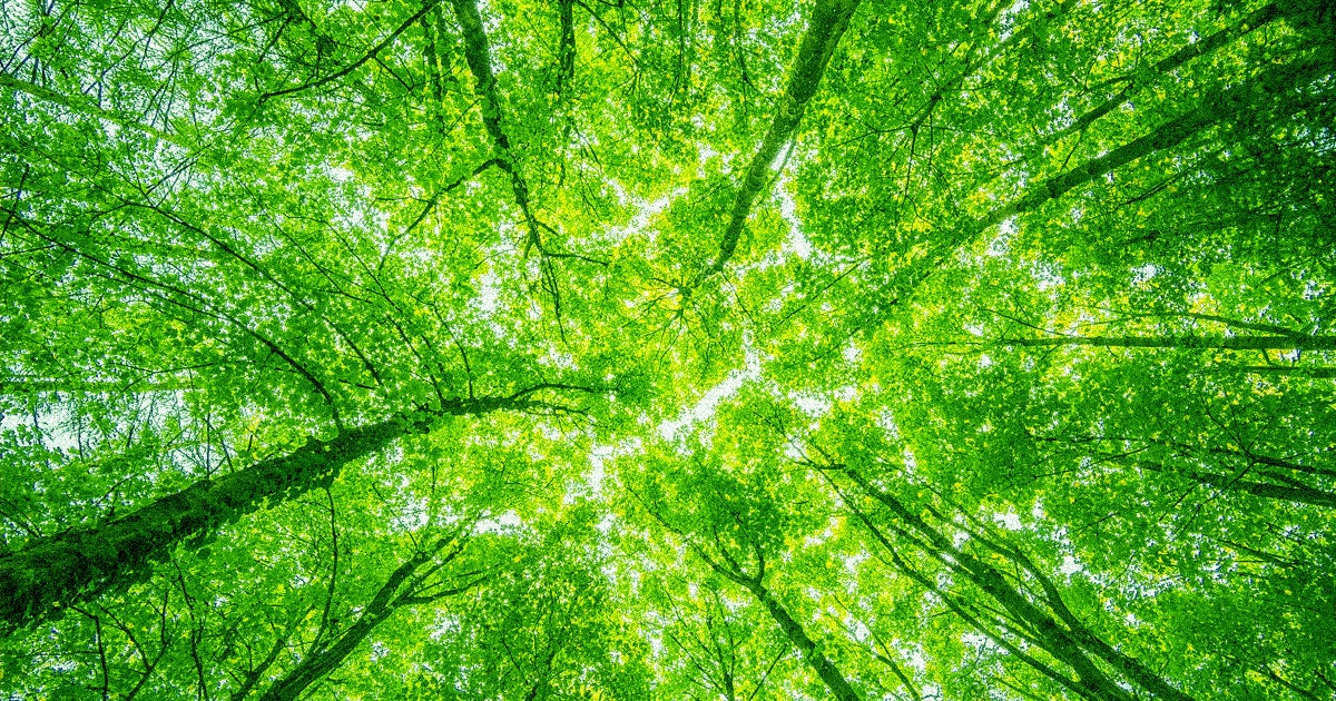 Elon Musk announced Tuesday that he's donating $1 million worth of trees to a campaign by YouTuber Jimmy Donaldson, better known as "MrBeast."