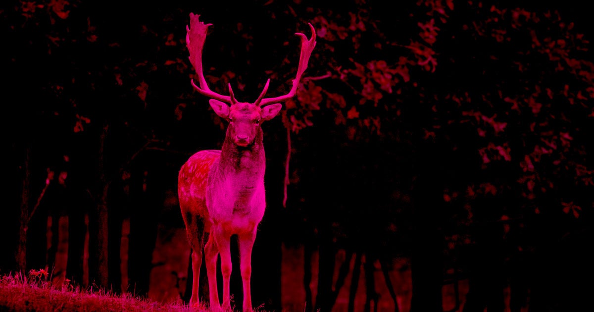 New warnings about "zombie deer disease" are sweeping the U.S., but according to one expert, it may already be too late to stop the spread to humans.