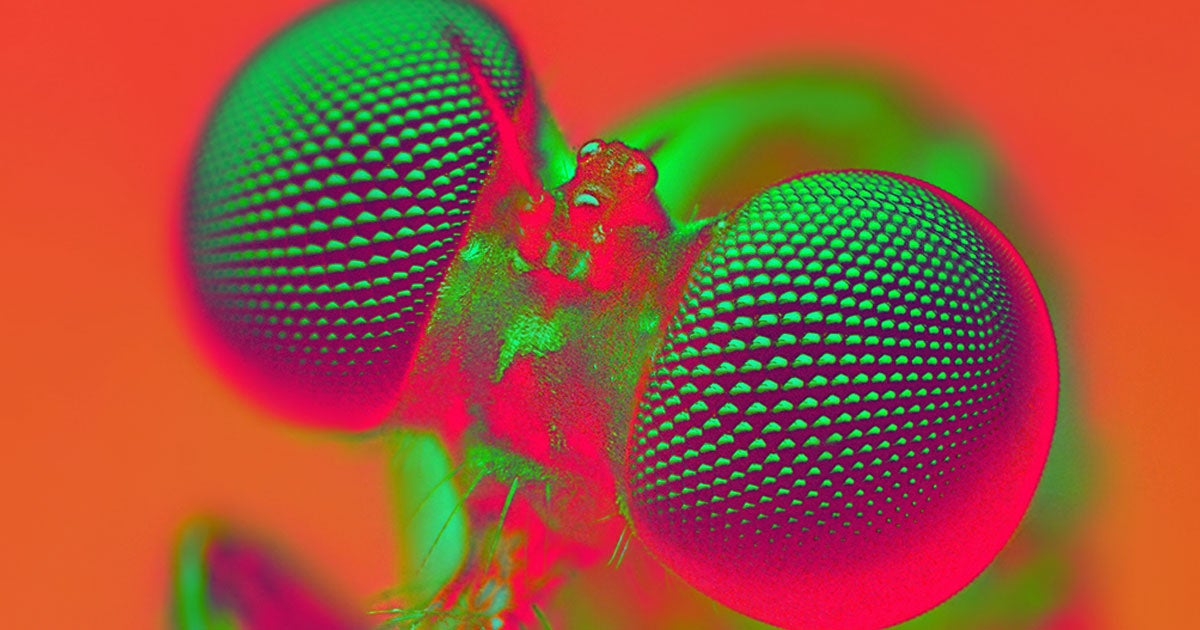 Scientists are learning more and more ways to gene-hack new traits into animals, including genetic alterations that could enhance their intelligence.