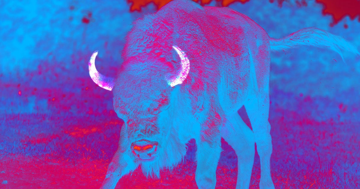 Scientists figured out how to breed hornless bulls by editing their genes, providing a painless alternative to horn-removing procedures.