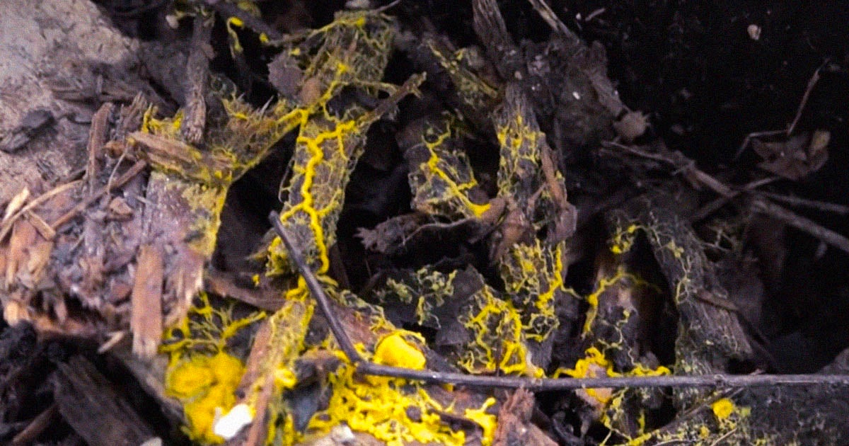 This bizarre organism can learn without a brain, digest food without a mouth or stomach, and rapidly heal itself after being chopped in half.