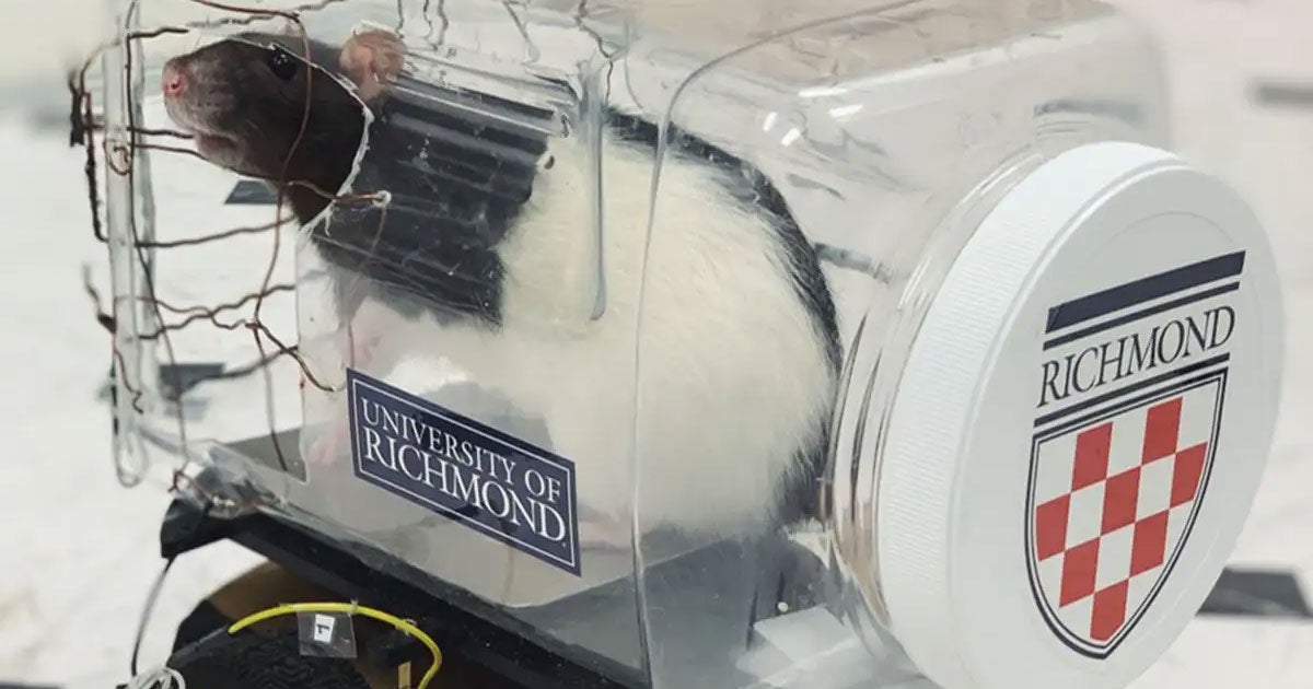 A team of scientists at the University of Richmond, Virginia have taught rats how to drive tiny cars around a track to get to a food reward.