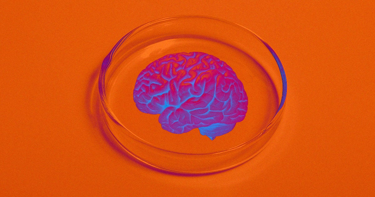 As lab-grown mini brains become increasingly complex, some neuroscientists warn that scientists may be creating and killing off sentient life.