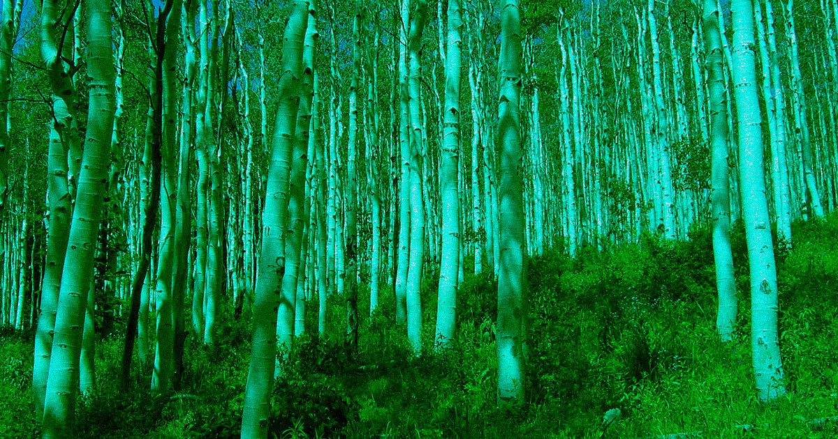 Elon Musk donated a million dollars to a campaign to plant trees. The next day, Shopify CEO Tobi Lütke pledged a million and one.