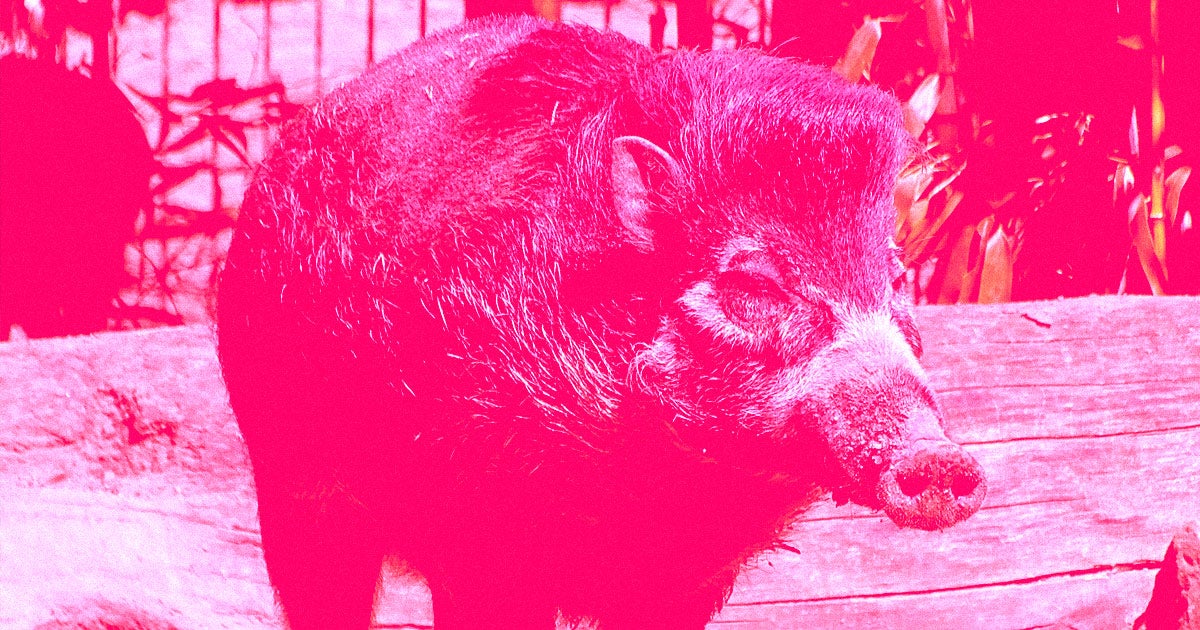 Researchers have recorded a video of pigs using tools, a hallmark of advanced intelligence exhibited by only the smartest species.