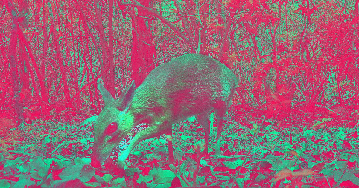 After 30 years, conservationists have finally confirmed using camera traps that the deer-like silver-backed chevrotain is not extinct.
