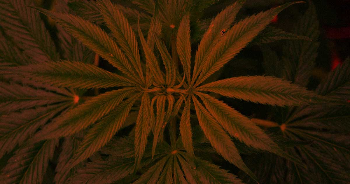 The FDA just sent a torrent of letters warning there's no evidence that CBD use has the medical benefits that companies claim, and it's in fact dangerous.