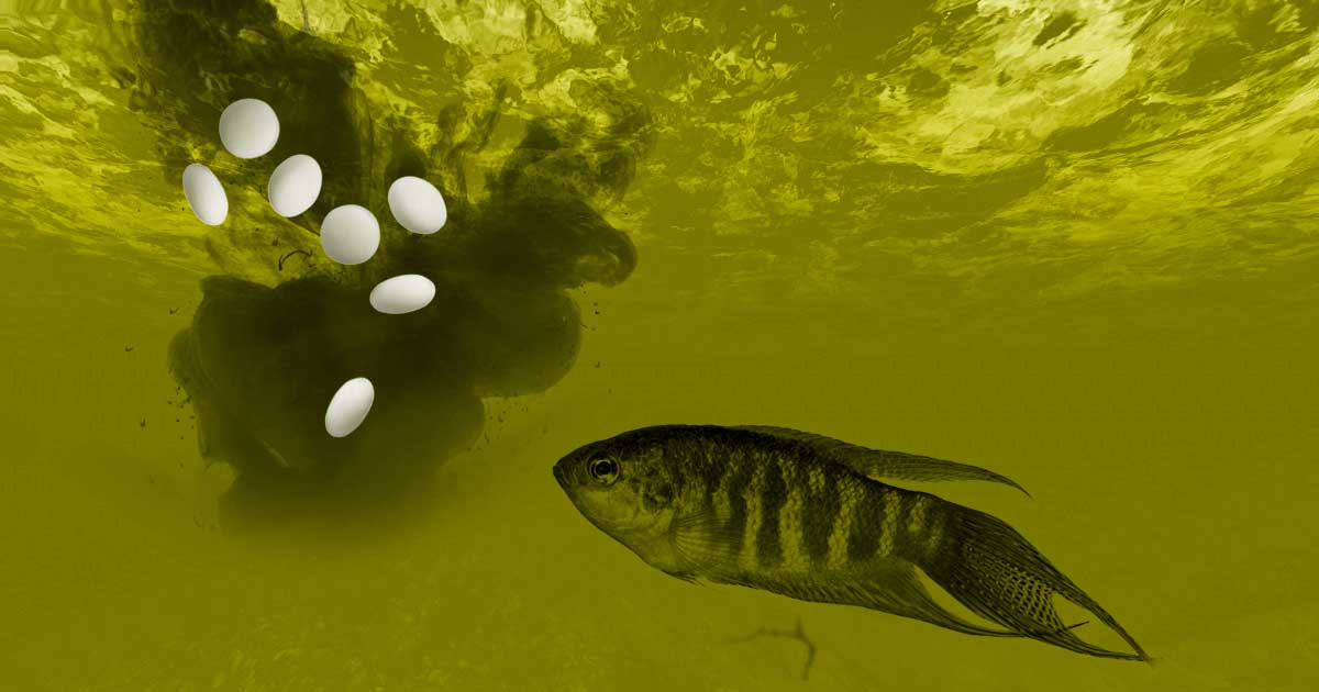 A haunting quest to source a viral video of a man apparently capturing catfish using Coca-Cola brand soda, Mentos, and an ordinary egg.