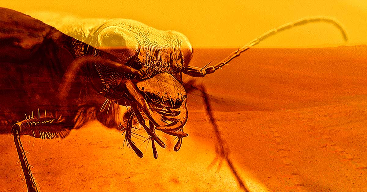 An entomologist claims rover photos show life on Mars in the form of both living and fossilized insects, but the evidence is far from convincing.