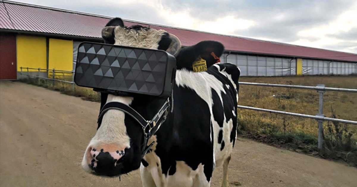 Russian farmers strapped VR headsets onto their cows to see if pleasant virtual worlds would improve their milk. So far, all they know is the cows liked it.