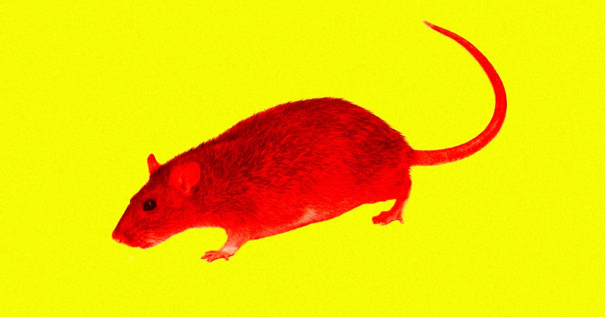By targeting protein-producing cells in the brains of mouse models of Down syndrome, researchers reversed some of the animals' cognitive impairments.