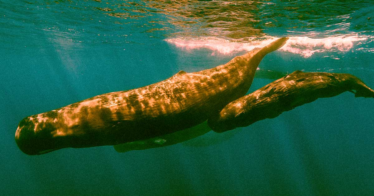 A new report found that whales are incredibly adept at absorbing carbon dioxide, meaning their preservation should be a top climate priority.