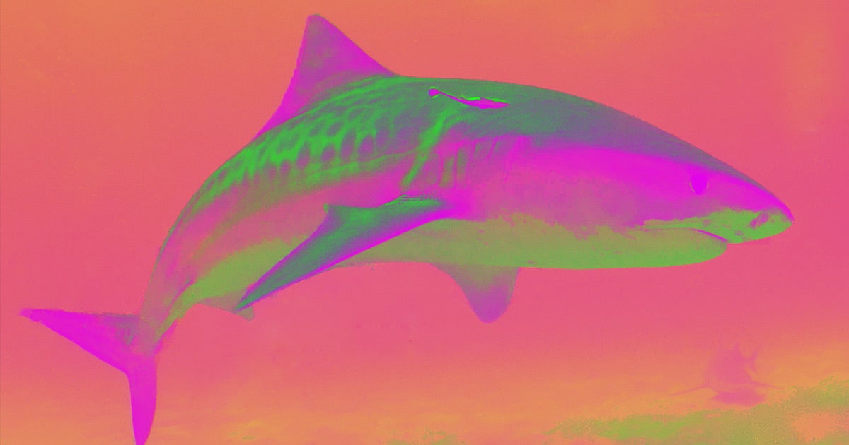 Ocean acidification is literally eating away at sharks' skin, destroying the layer of tiny scales that helps them swim and hunt.