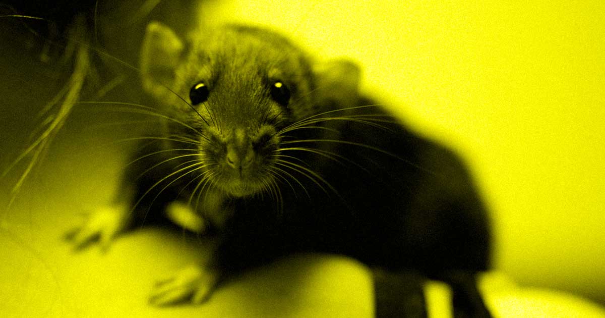 The rats that survive eradication attempts could have sickly offspring — or they could produce "super rats" that are even harder to kill.