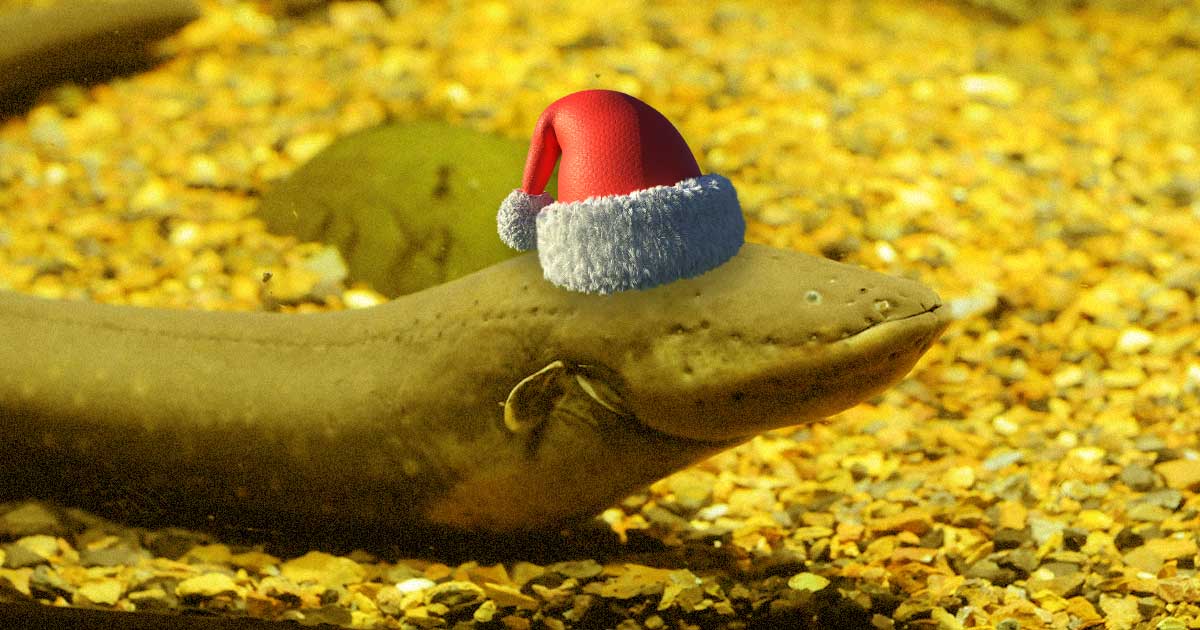 The Tennessee Aquarium's electric eel, Miguel Wattson, can control the lights on a Christmas tree next to his tank through his shocks.