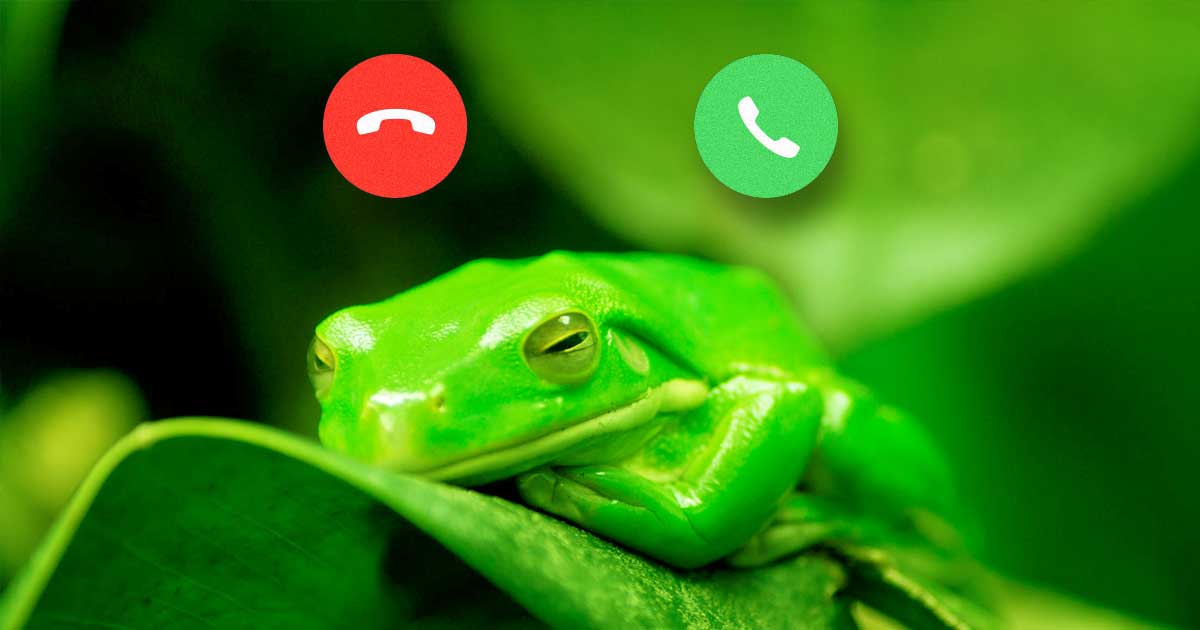 Scientists built a new remote acoustic survey tool to track wild frog populations. The best part is they decided to name it the FrogPhone.