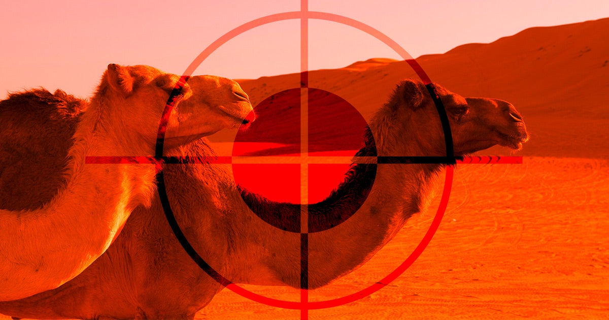On Wednesday, the Australian government began its plan to shoot down 10,000 wild camels that were threatening local communities in their hunt for water.