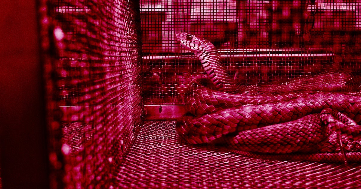 A genetic analysis of the virus behind the Chinese pandemic reveals that it likely originated from a snake at Wuhan's seafood market.