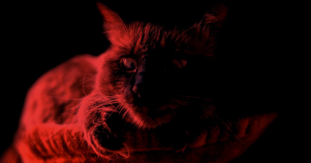A research facility that studies how cadavers decompose had a break in of hungry feral cats, which actually gave forensics experts new insights and tools.