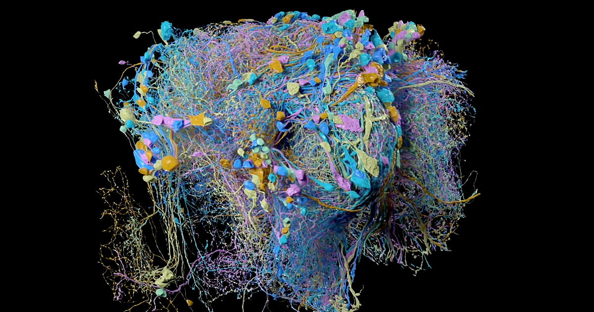 Scientists at Google just published an incredibly-detailed 3D map of neural connections in the brain of a fruit fly, including 20 million synapses.