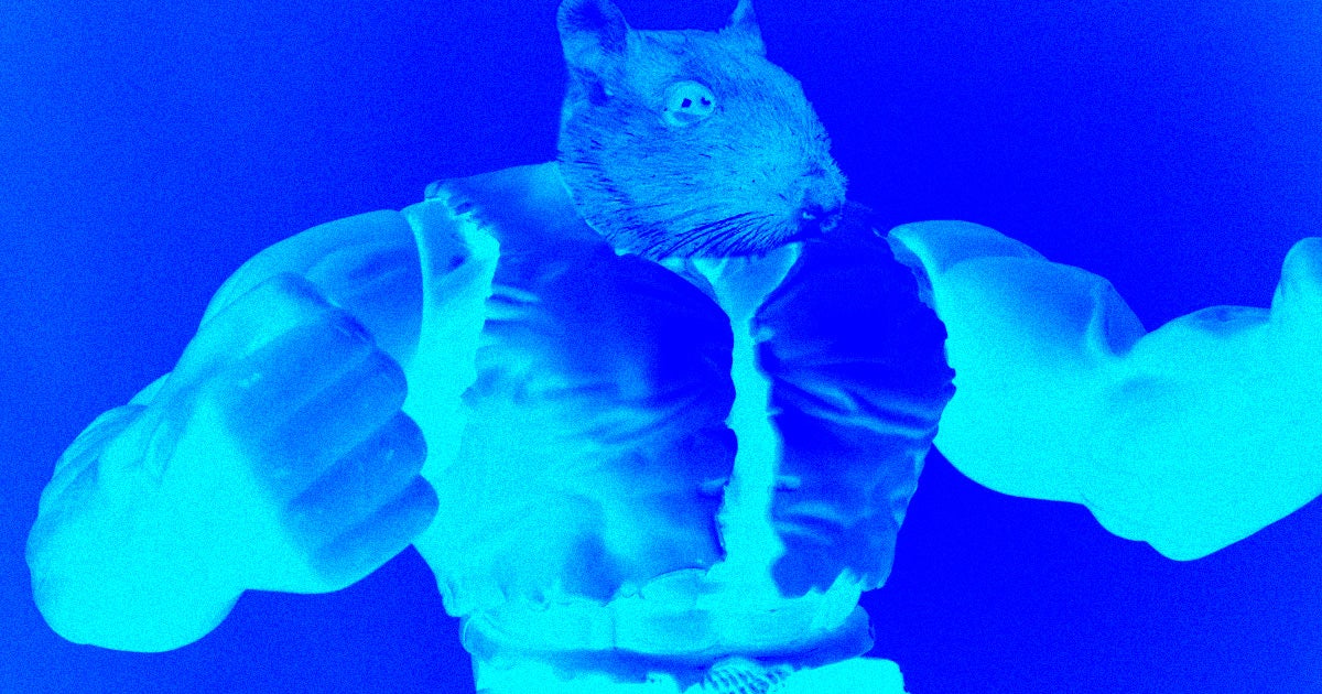 The eight "mighty mice" NASA sent to space have returned to Earth from the ISS, potentially bringing with them insights on humans avoiding muscle loss.
