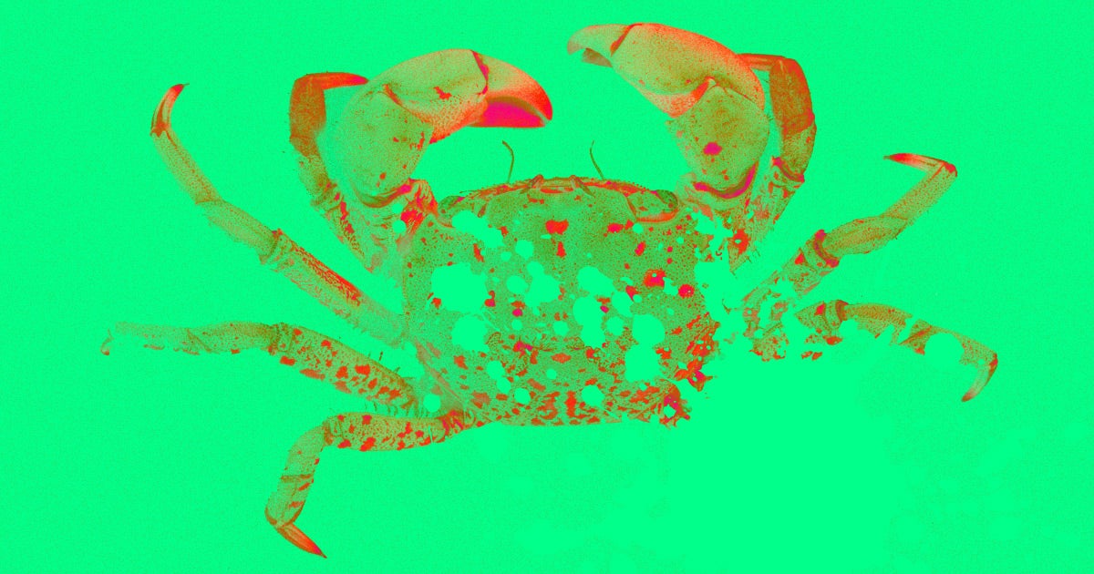 A new study has found that the Pacific Ocean's increasingly acidic water is dissolving the shells of newly hatched Dungeness crabs.