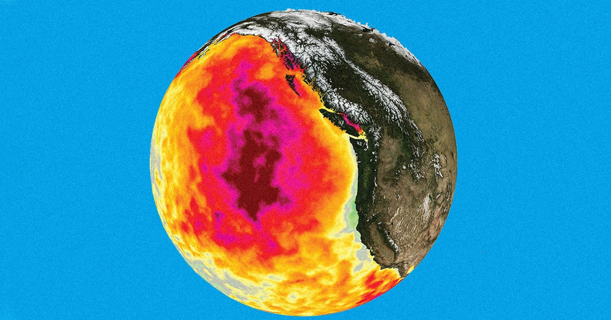 The blob, a patch of warm water in the Pacific Ocean, caused the deaths of an estimated one million seabirds, according to a new study.