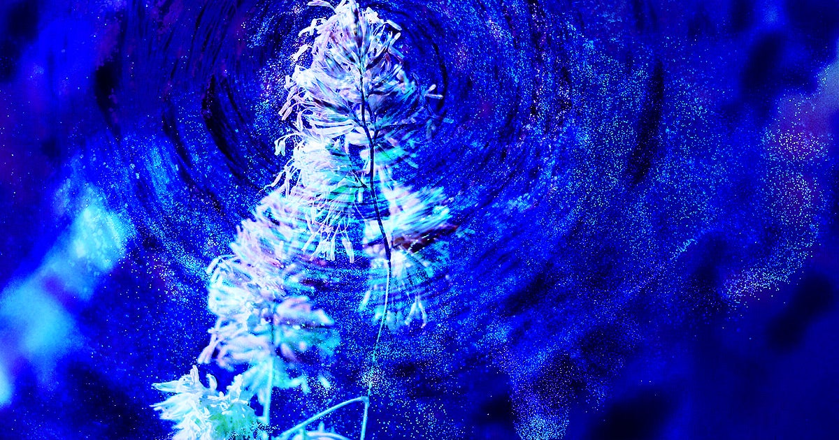 A new book takes a deep dive into panpsychism, a millennia-old theory that argues that all forms of matter experience consciousness.