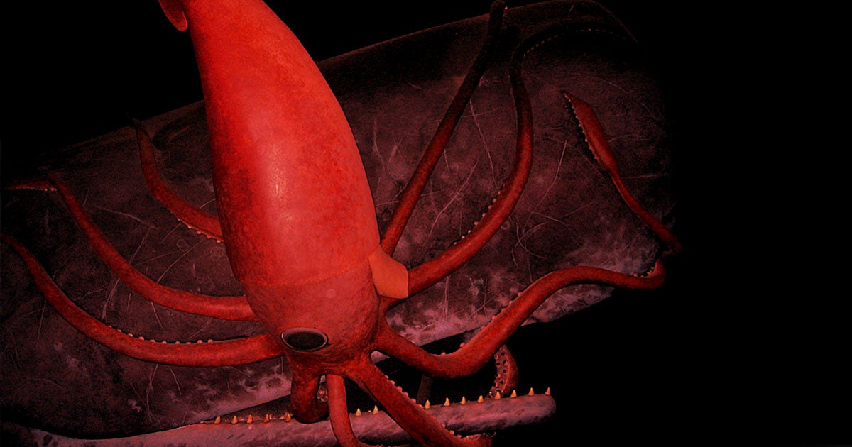 Scientists sequenced the entire giant squid genome, revealing new hints into how the unusual creature reached its huge size and developed a complex brain.