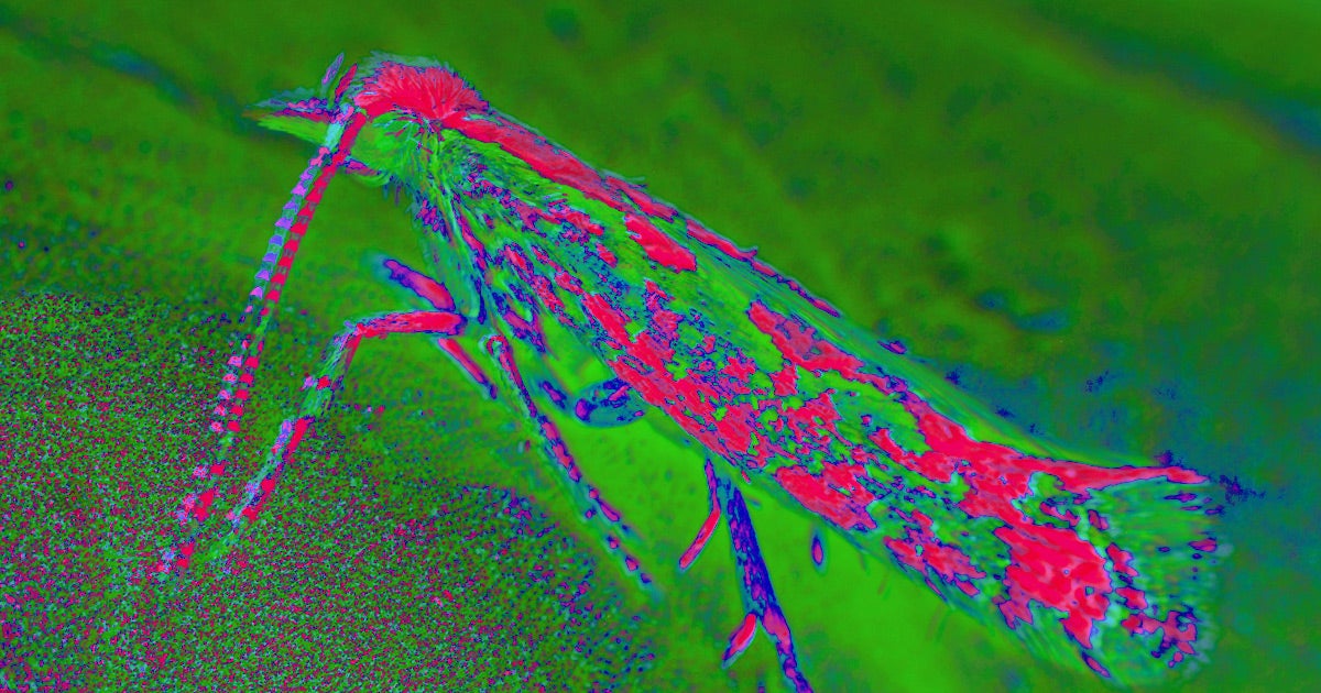 Researchers have released into the wild a strain of genetically engineered diamondback moths that could suppress the pest population in a sustainable way.