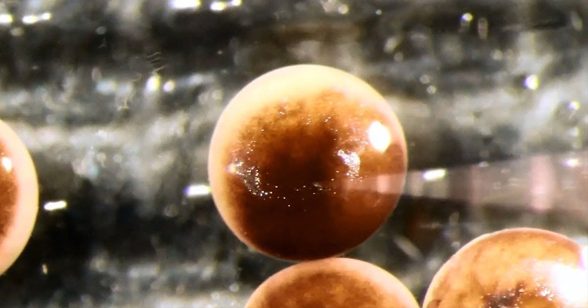 A team of researchers have built what they claim to be the first living robots called "xenobots" that can move, pick up objects, and even heal themselves.