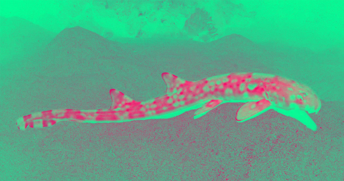 Four newly-discovered sharks use their fins to crawl across coral reefs — and can also walk across short stretches of dry land.