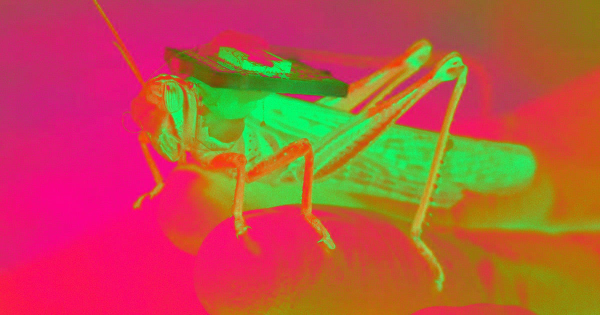 Scientists found a way to turn locusts into explosives-sniffing cyborgs according to a study funded by the U.S. Navy. Yes, bomb-sniffing cyborg locusts.