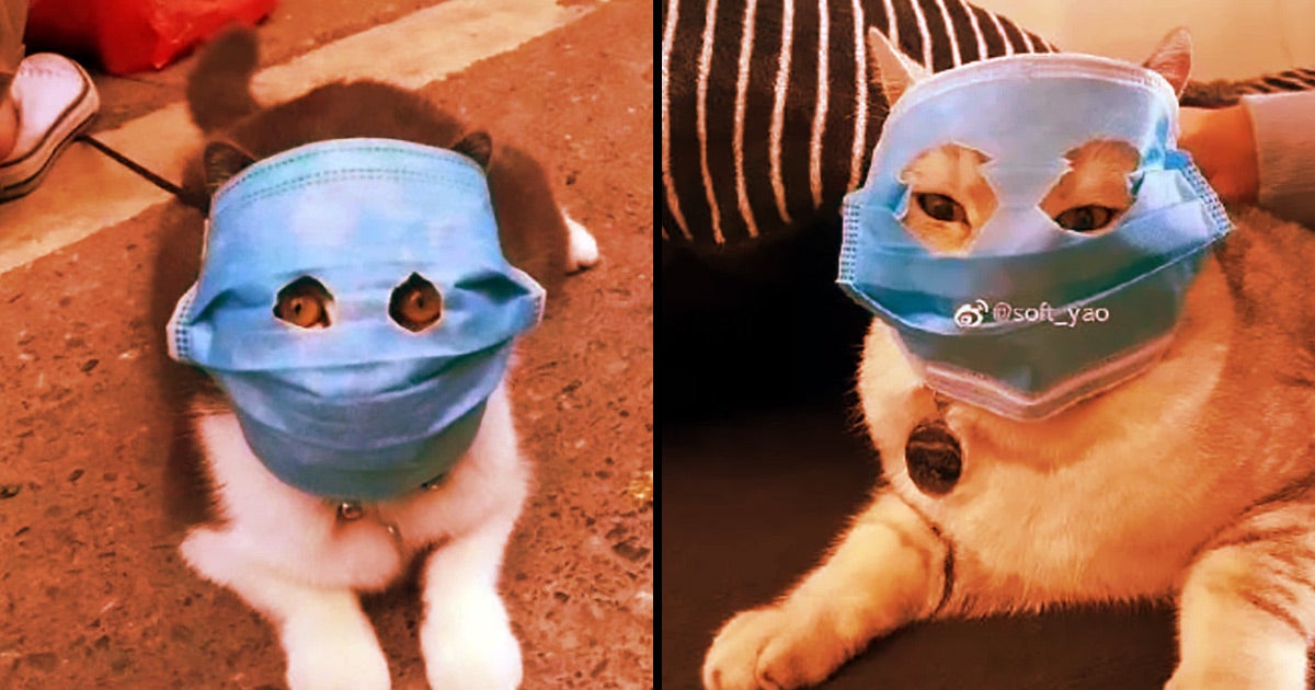In photos and videos posted to social media, people can be seen dressing up their cats in odd makeshift protective wear, including masks with cut out eyes.