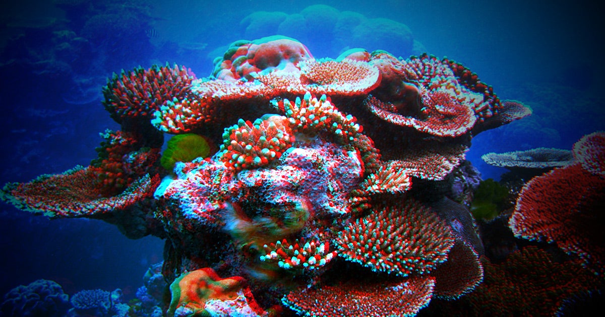 All coral reefs across the planet will likely be dead in 80 years — killed by a combination of warming waters and ocean acidification.