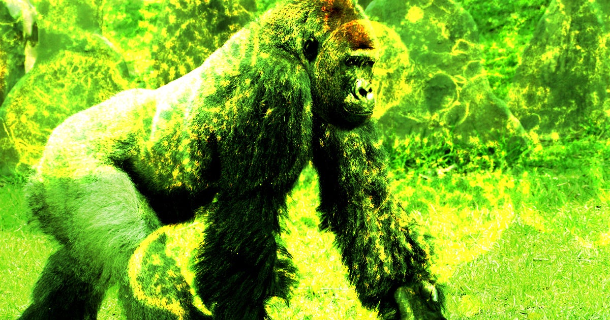Tourists are ignoring safety measures when going to see endangered gorillas, spreading deadly diseases and putting the animals in greater danger.