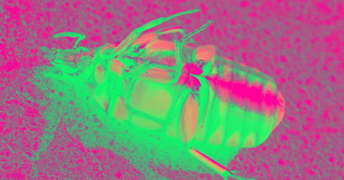 Scientists have published a stark warning: If humankind doesn't manage to save the global bug population, it could spell doom for us all.