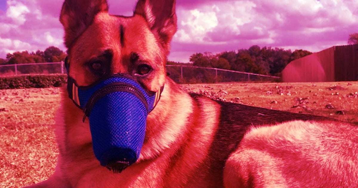Officials at the World Health Organization confirmed that mouth and nose swabs from a dog in Hong Kong have tested "weakly positive" for the coronavirus.