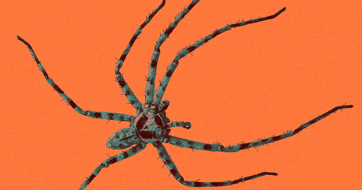 Journals have retracted seven papers co-authored by spider researcher Jonathan Pruitt after his co-authors find evidence he falsified data.